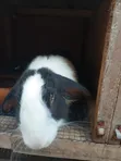 Big Healthy Rabbit - 5