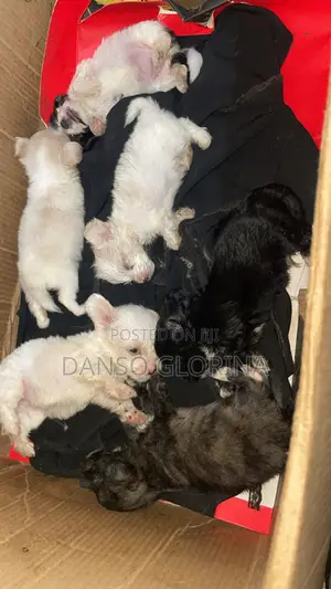 Purebred Maltese Puppies - 1-3 Months Old