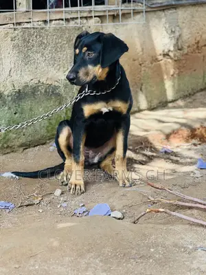 3-6 Month Female Mixed Breed Boerboel