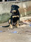 3-6 Month Female Mixed Breed Boerboel - 1