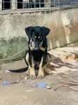 3-6 Month Female Mixed Breed Boerboel - 2