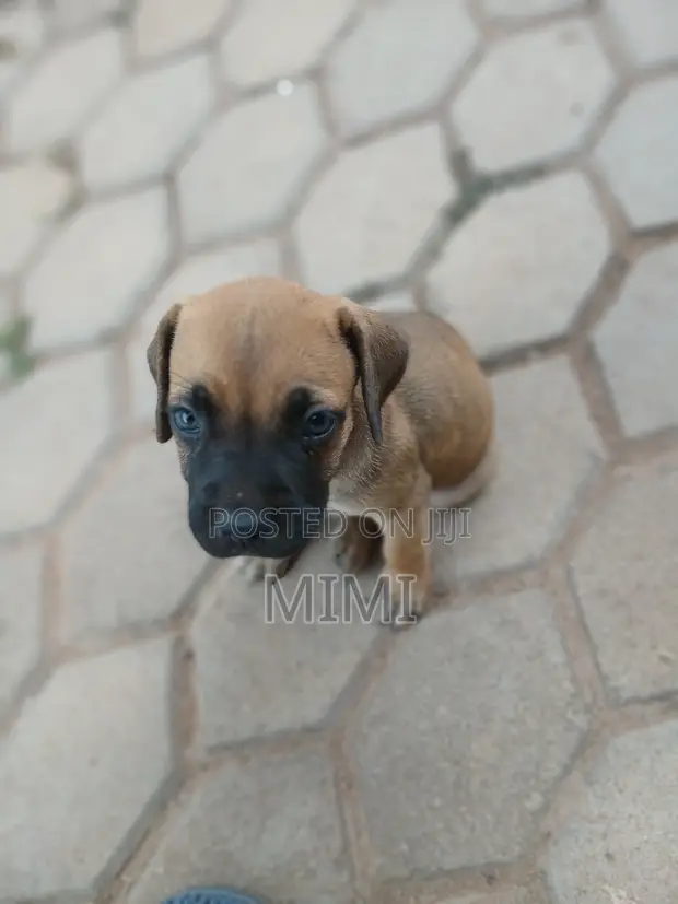 Purebred Boerboel Puppy - 1-3 Months Old - 1