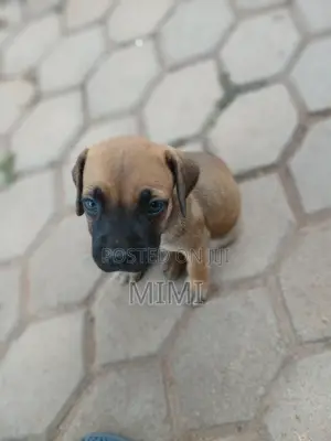 Purebred Boerboel Puppy - 1-3 Months Old
