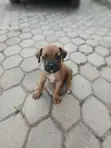 Purebred Boerboel Puppy - 1-3 Months Old - 2