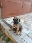 Purebred Boerboel Puppy - 1-3 Months Old - 3