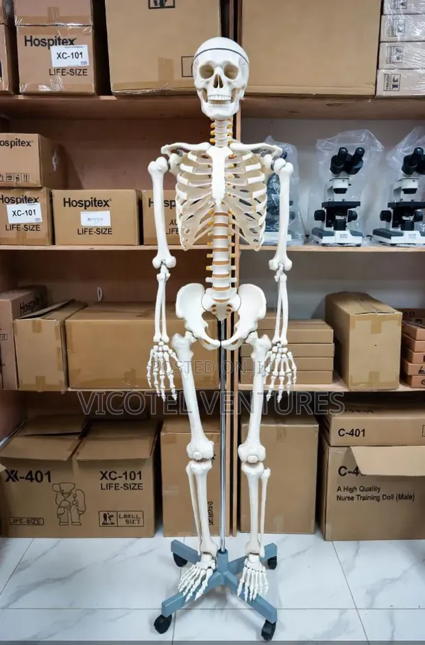 Human Skeleton Model - 1