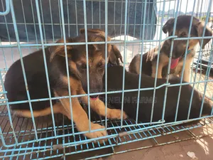 Female Purebred German Shepherd Puppy (1-3 Months)