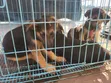 Female Purebred German Shepherd Puppy (1-3 Months) - 1