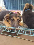 Female Purebred German Shepherd Puppy (1-3 Months) - 2