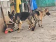 Female Purebred German Shepherd Puppy (1-3 Months) - 3