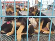 Female Purebred German Shepherd Puppy (1-3 Months) - 4