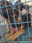 Female Purebred German Shepherd Puppy (1-3 Months) - 5