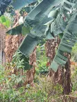 One Acre Land for Sale at Paraku Estate - 4