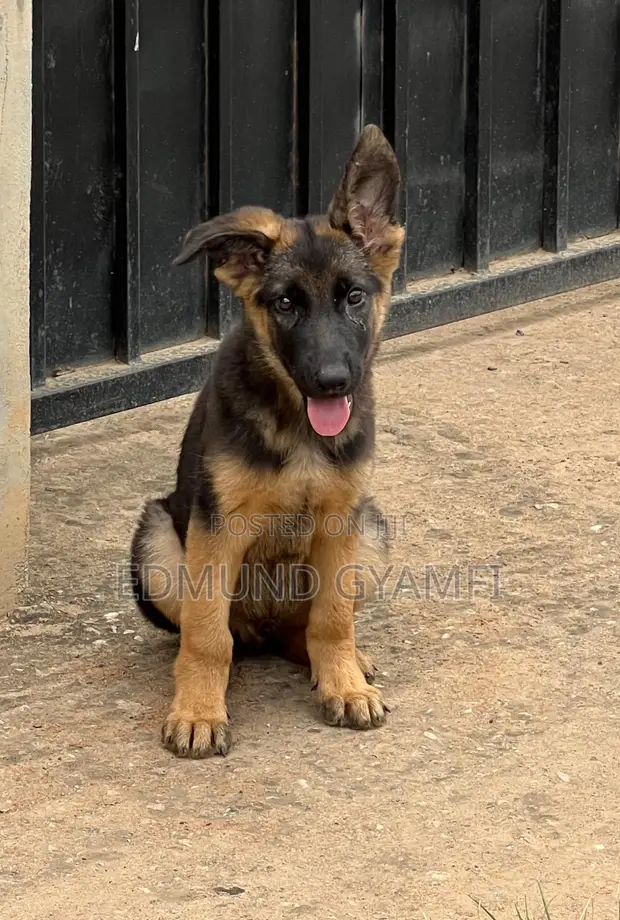 Purebred German Shepherd Puppy - 1-3 Months Old - 1