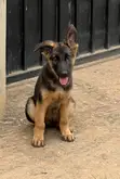 Purebred German Shepherd Puppy - 1-3 Months Old - 1