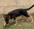 Purebred German Shepherd Puppy - 1-3 Months Old - 2
