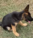 Purebred German Shepherd Puppy - 1-3 Months Old - 3