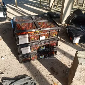 Organic Tomatoes from Aburi Farm