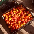 Organic Tomatoes from Aburi Farm - 2