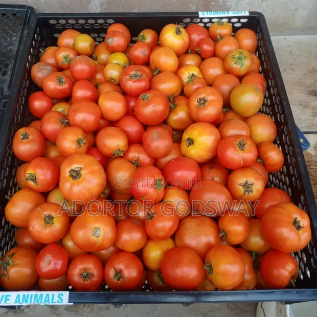 Organic Tomatoes from Aburi Farm - 1