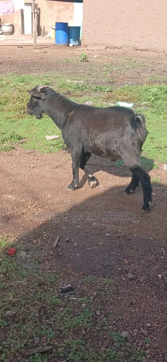 Goats for Sale - 1