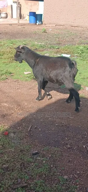Goats for Sale