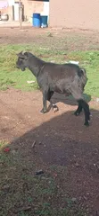 Goats for Sale - 1