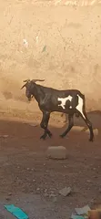Goats for Sale - 2