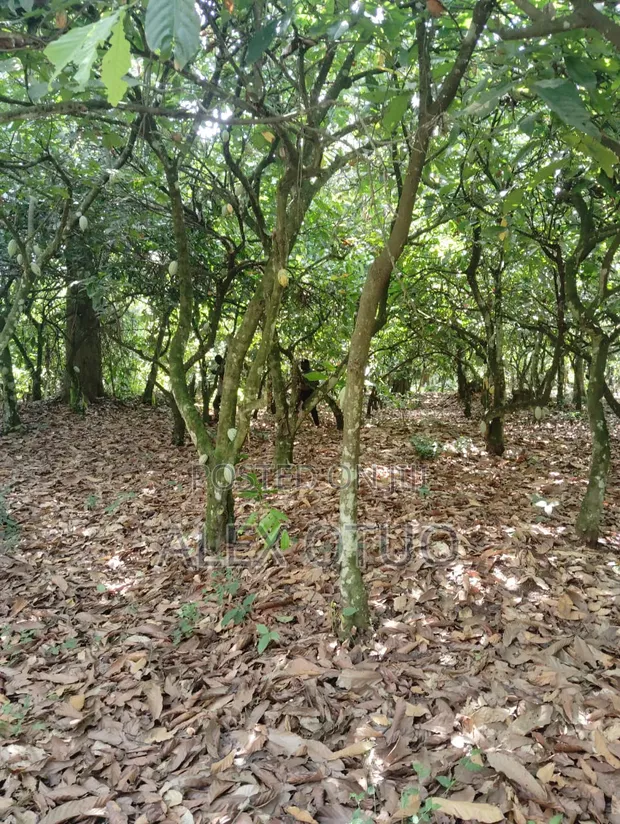 Plot of Land Behind Afari Military Hospital - 1