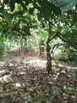 Plot of Land Behind Afari Military Hospital - 2