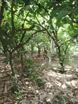 Plot of Land Behind Afari Military Hospital - 3