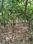 Plot of Land Behind Afari Military Hospital - 4