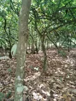 Plot of Land Behind Afari Military Hospital - 5