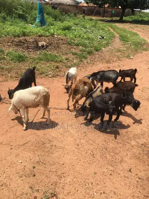 Goats for Sale - 5 Available