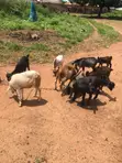 Goats for Sale - 5 Available - 1