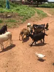 Goats for Sale - 5 Available - 2