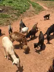 Goats for Sale - 5 Available - 3