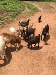 Goats for Sale - 5 Available - 4