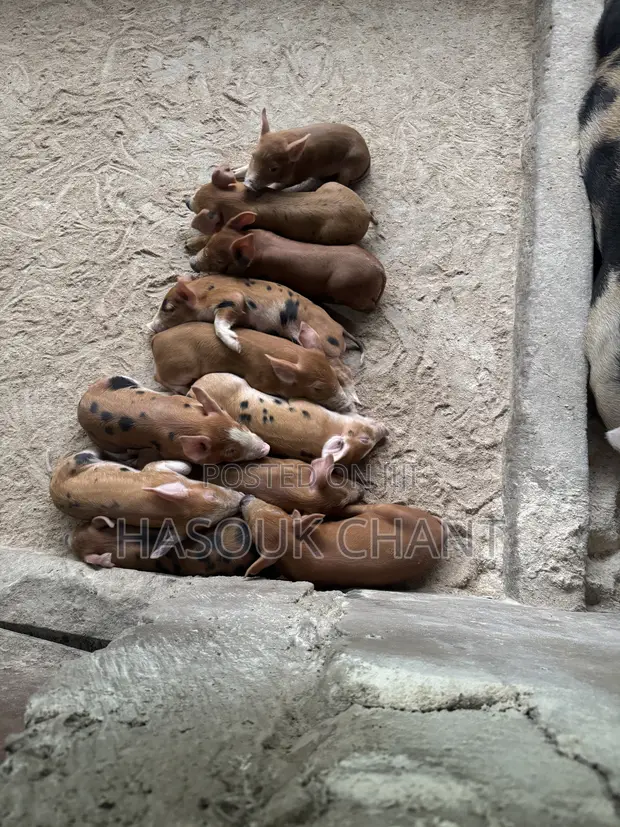Duroc Mix Piglets and Pigs for Sale - 1