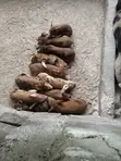 Duroc Mix Piglets and Pigs for Sale - 1
