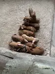 Duroc Mix Piglets and Pigs for Sale - 2