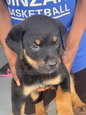 Purebred Rottweiler Puppies - Male, 1-3 Months