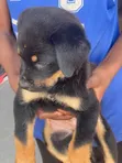 Purebred Rottweiler Puppies - Male, 1-3 Months - 2