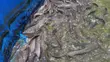 Premium Catfish (500g+) – Wholesale & Retail - 4