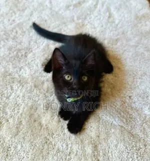 1-3 Month Male Mixed Breed Persian Kitten