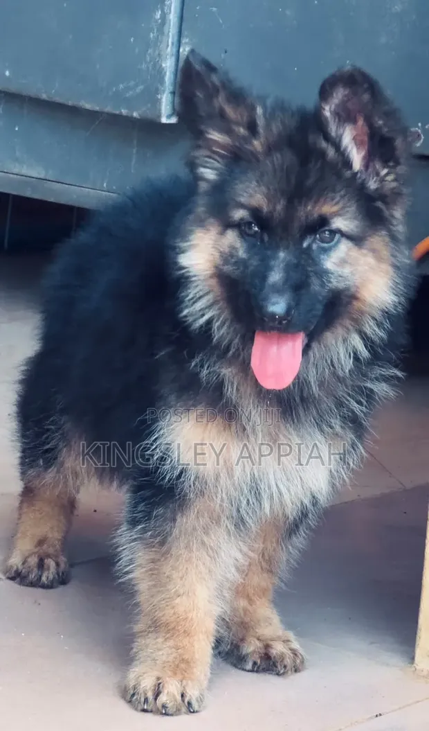Purebred German Shepherd Puppy - 1-3 Months Male - 1