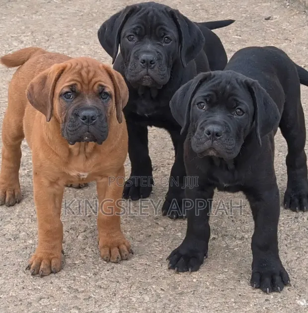 Purebred Boerboel Puppies - Female, 1-3 Months - 1