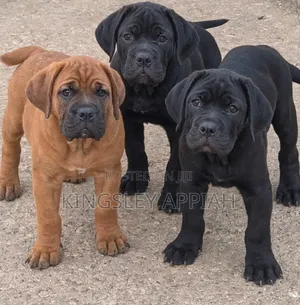 Purebred Boerboel Puppies - Female, 1-3 Months