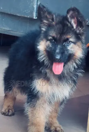 1-3 Month Male Purebred German Shepherd Puppy