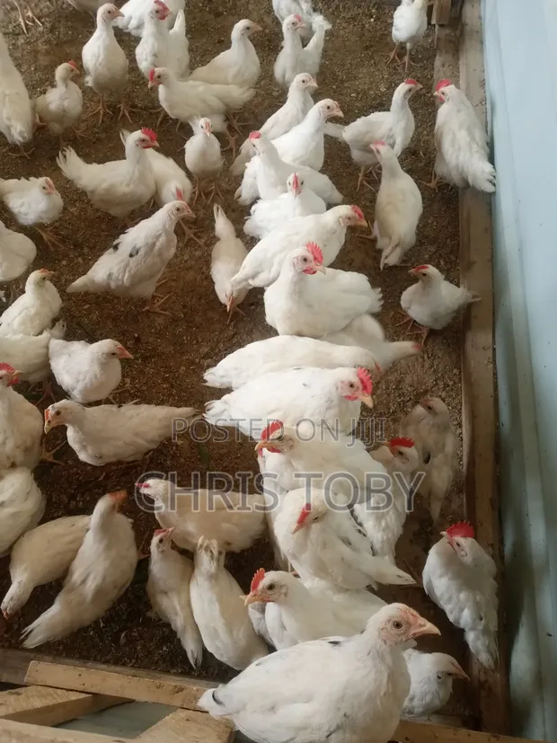 Free Range Birds - Fast Growing Cocks & Hens - 1
